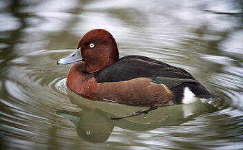 Among the ducks - Kostenloses image #487225